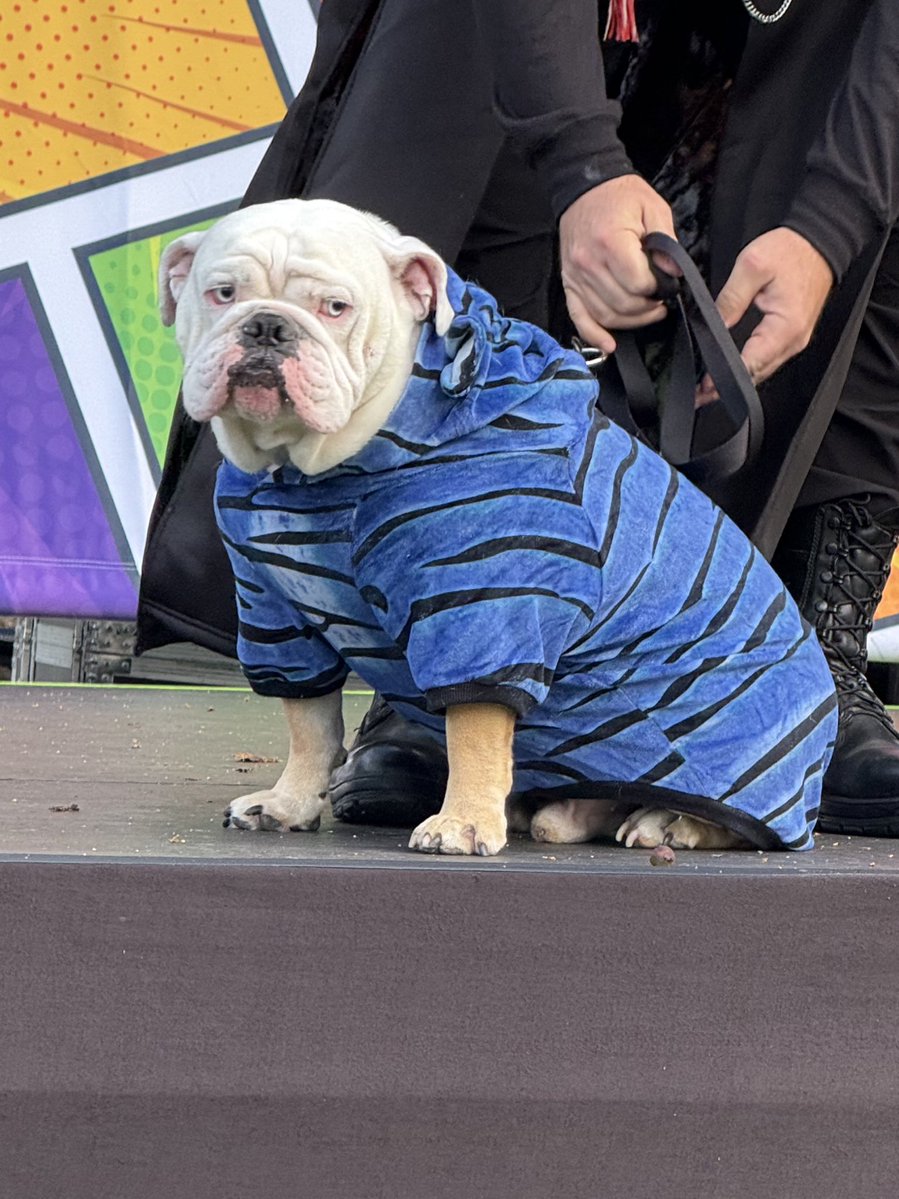 SD_Comic_Con's tweet image. Even the dogs are in #KPopDemonHunters cosplay this weekend #SDCC #Pawmicon