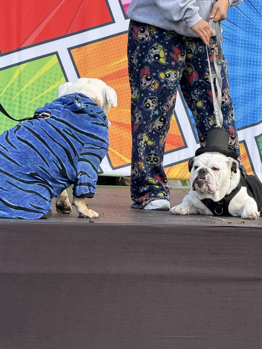 SD_Comic_Con's tweet image. Even the dogs are in #KPopDemonHunters cosplay this weekend #SDCC #Pawmicon
