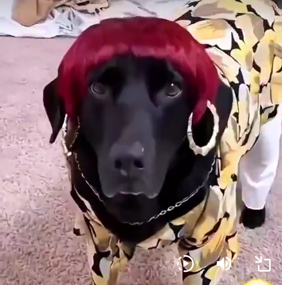 shawnpPAProud's tweet image. Who wears/wore it better, this BEAUTIFUL Pup or this UGLY as a MUD FENCE, LEFTIST Connecticut LUNATIC Congresswoman @rosadelauro 🖕🤡
@DNC @TheDemocrats @HouseDemocrats @SenateDems