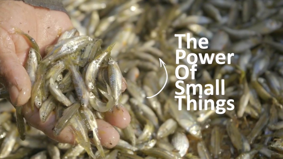WorldFishCenter's tweet image. 💡In Assam, India, we piloted a game-changing approach to add nutrient-rich #smallfish powder to school meals.
The pilot reached ~3,000 children and backed by the Prime Minister and the Gov of Assam.
Read more: tinyurl.com/WFNews2507h
#AquaticFoods @mygovassam @FisheriesGoI