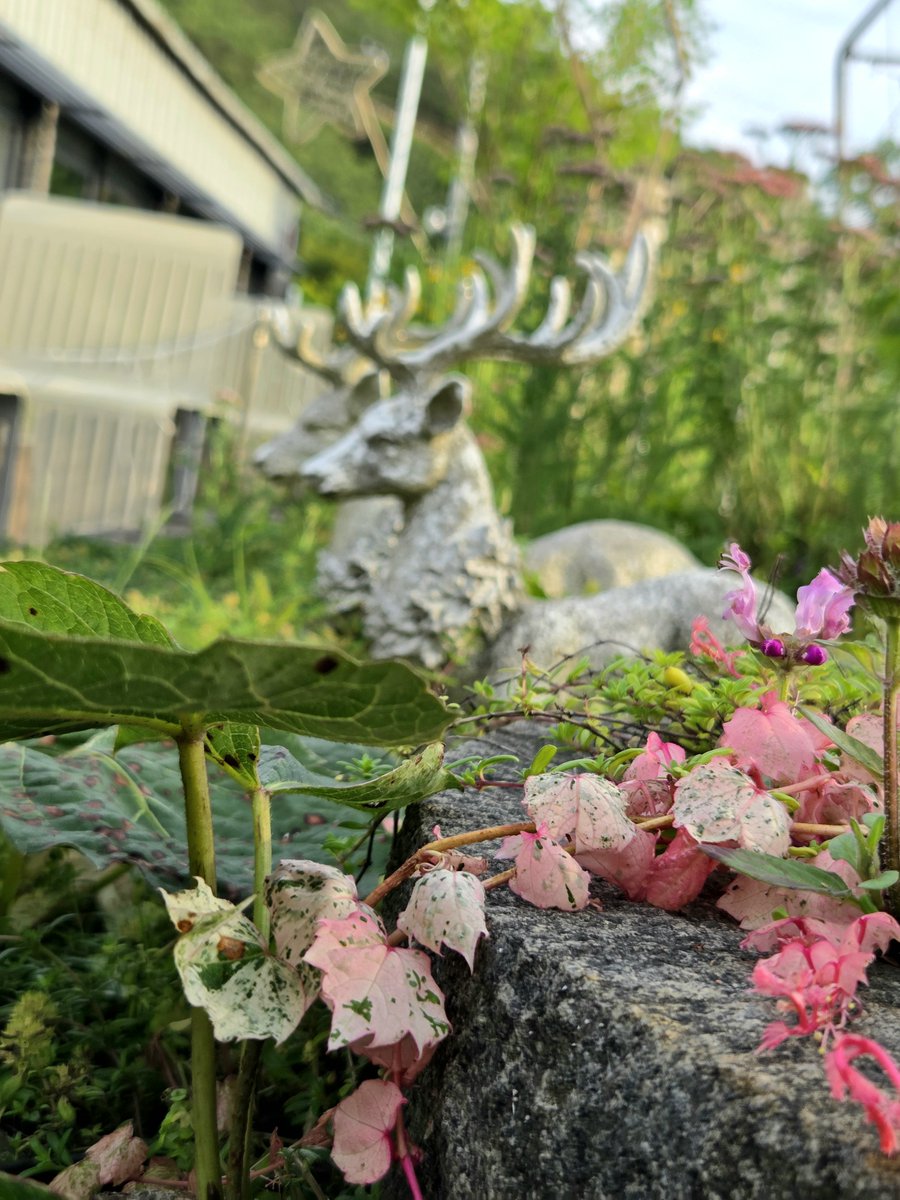 goldrose9090's tweet photo. 🌷Shooting Stars Ivy – Leaves That Bloom Like Flowers
🌸#ShootingStarsIvy #ColorfulLeaves #NatureInSummer #KoreanBotany #GardenWalk #EmotionalBlogging #LeafArtistry
👉Read more here!:
🔗https://t.co/7AYyLhZs3B https://t.co/06eRcPMTa6
