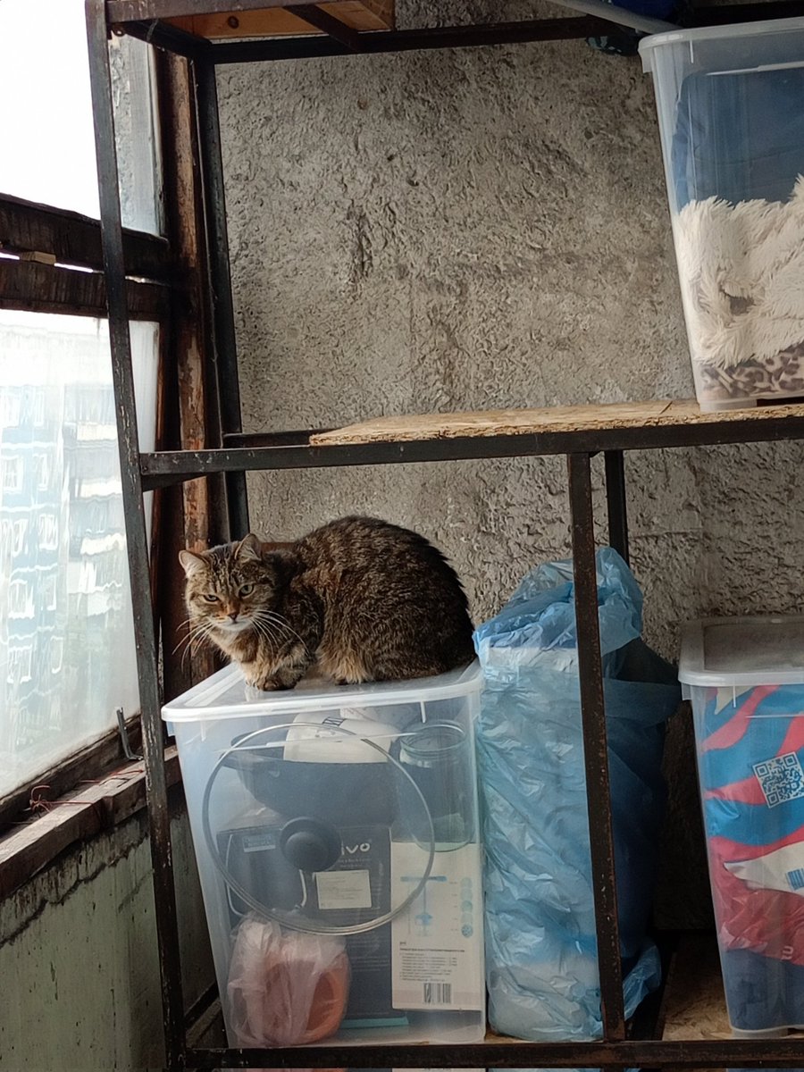MadWindzor's tweet image. Лесная кошка (кот Василий) на зимовке. Дубак на улице!