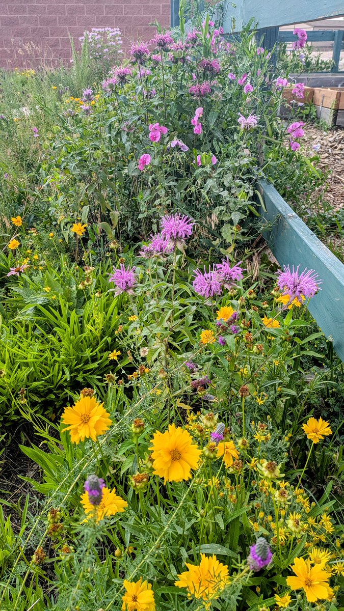 I happened upon this lovely garden at a school where one of my son's baseball games was and had to share one of the photos I got from it. ❤️ #Flowers