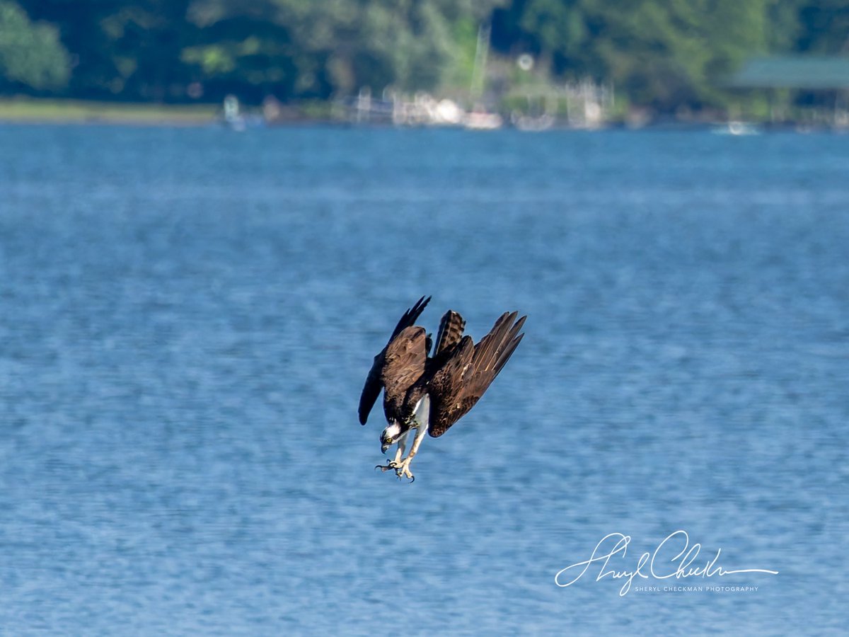 DiveArtist's tweet image. Sequence of an Osprey diving for a fish, catching it and flying off with it. It was a pretty large fish so it took a while for the Osprey to gain enough momentum to lift off high enough to fly off with his breakfast. Taken last week at the Cornell Lab.
#birdcpp #cornelllab