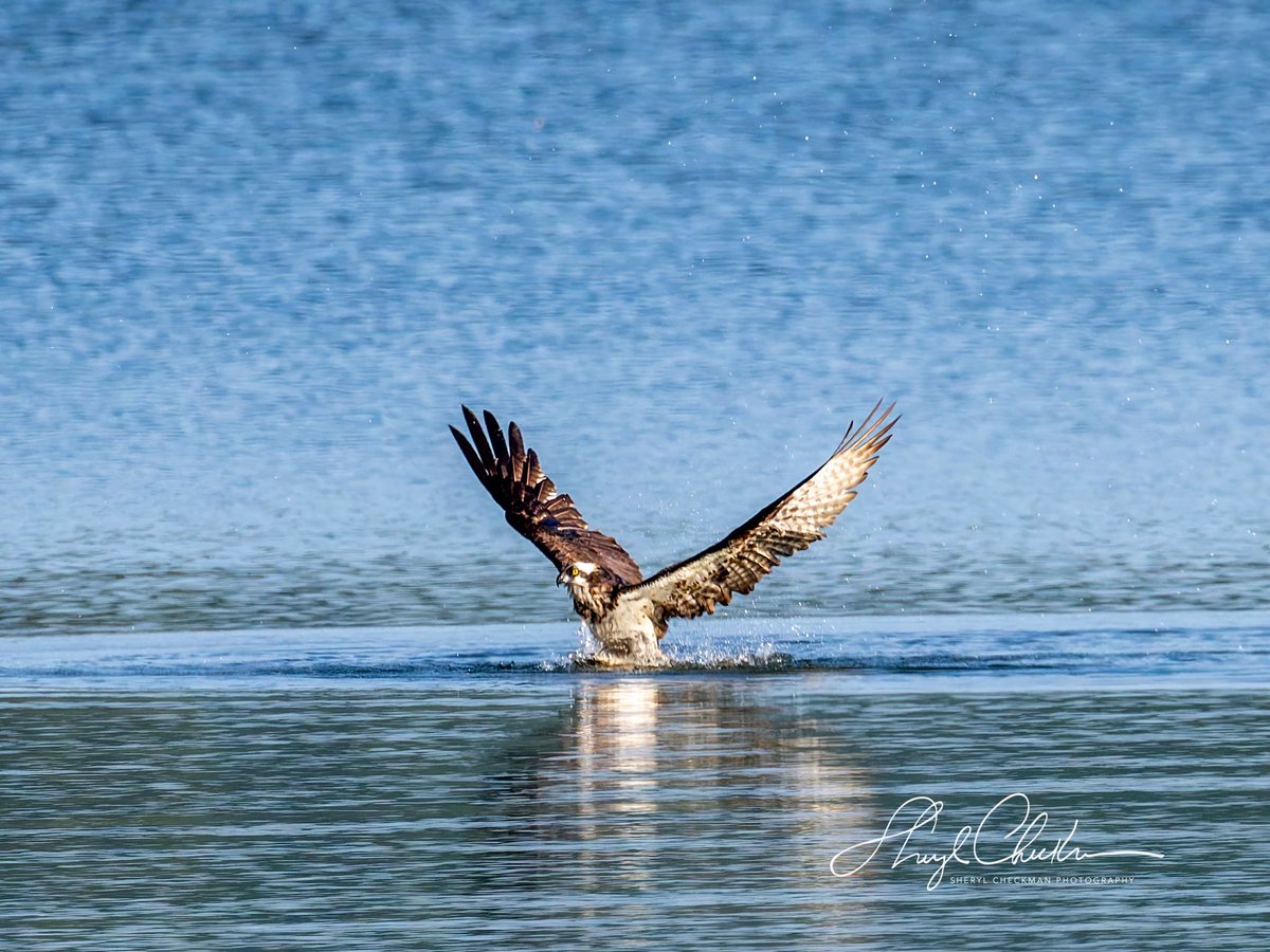 DiveArtist's tweet image. Sequence of an Osprey diving for a fish, catching it and flying off with it. It was a pretty large fish so it took a while for the Osprey to gain enough momentum to lift off high enough to fly off with his breakfast. Taken last week at the Cornell Lab.
#birdcpp #cornelllab