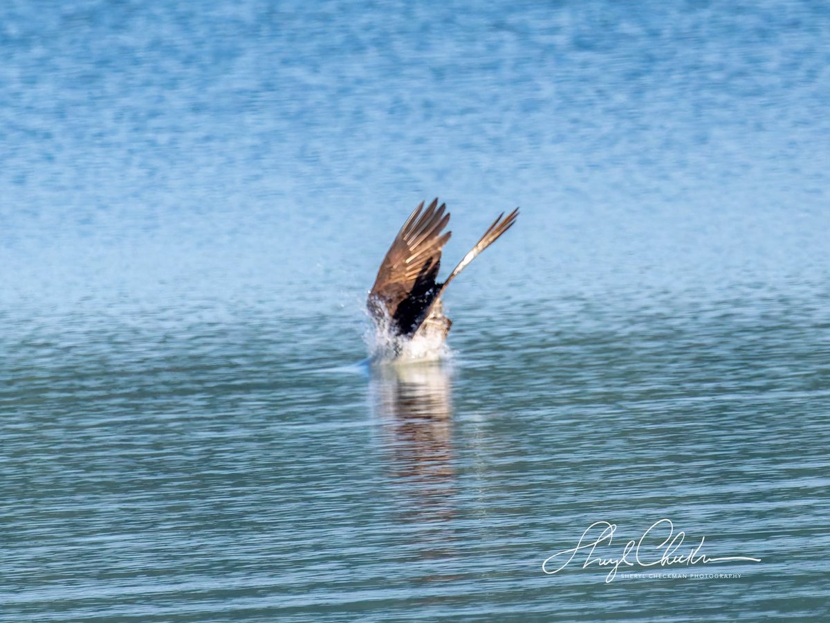 DiveArtist's tweet image. Sequence of an Osprey diving for a fish, catching it and flying off with it. It was a pretty large fish so it took a while for the Osprey to gain enough momentum to lift off high enough to fly off with his breakfast. Taken last week at the Cornell Lab.
#birdcpp #cornelllab