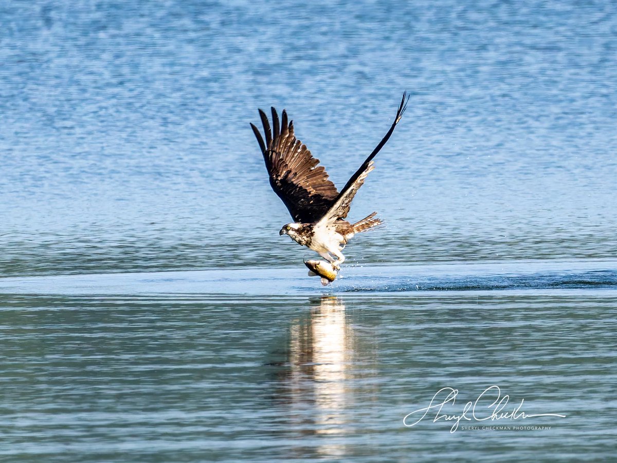 DiveArtist's tweet image. Sequence of an Osprey diving for a fish, catching it and flying off with it. It was a pretty large fish so it took a while for the Osprey to gain enough momentum to lift off high enough to fly off with his breakfast. Taken last week at the Cornell Lab.
#birdcpp #cornelllab