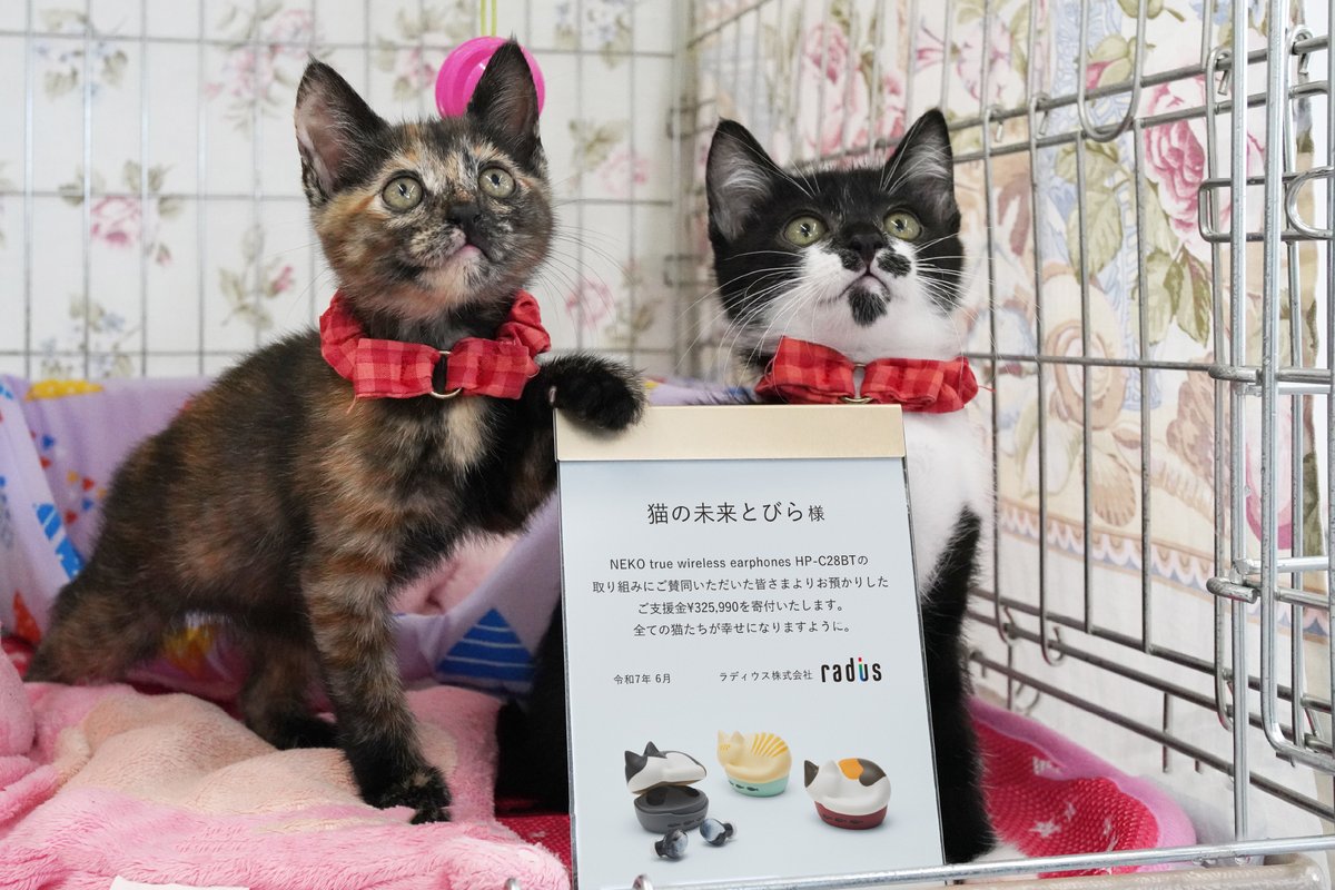 radius_JP's tweet image. 【🐈寄付状況のご報告📋】
2025年1月1日から6月20日までに「NEKO true wireless earphones HP-C28BT」をご購入いただいた皆さまからお預かりしたご支援金、総額651,980円を寄付することをご報告いたします。
この取り組みに賛同し、ご支援いただいたすべての皆様に、心よりお礼申し上げます。…