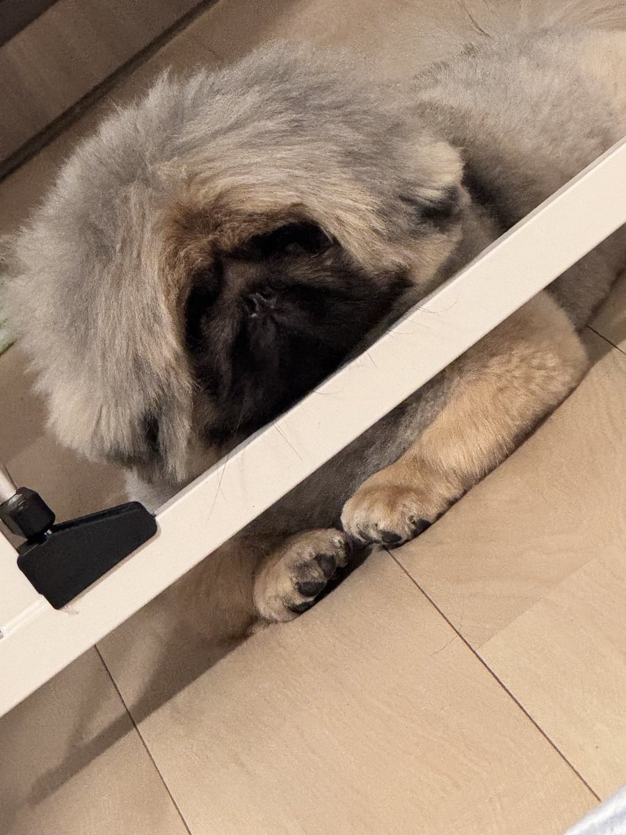 pekigizmo's tweet photo. 君はその奥に行かない為に設置した柵だってわかってる？ https://t.co/d3nzrTs8VN
