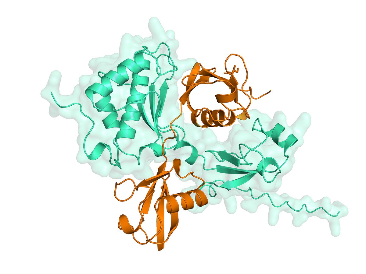 NTUsg's tweet image. Tagging along: Researchers from @UniofOxford and #NTUsg have uncovered the mechanism by which our cells identify and repair a highly toxic form of #DNA damage that causes #cancer, neurodegeneration, and premature #ageing.
These DNA lesions can result from chemotherapy, as well…