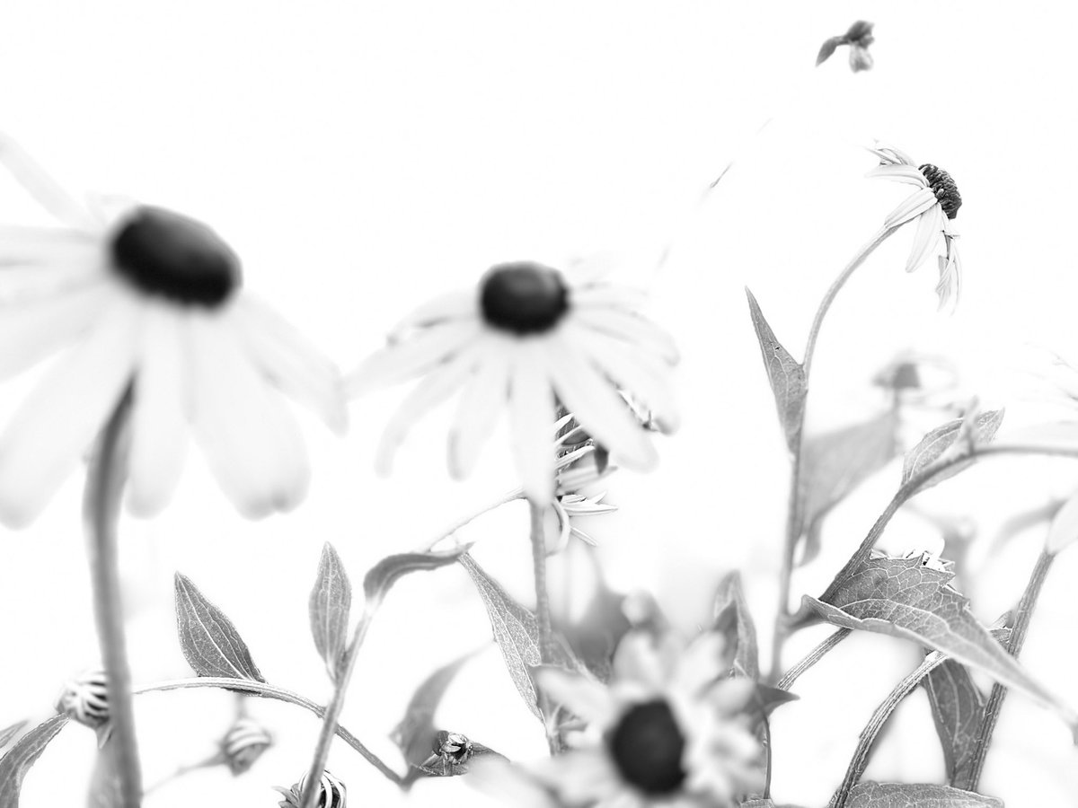 SamthePoet0731's tweet image. Black-eyed susans in portrait mode, high key light mode.