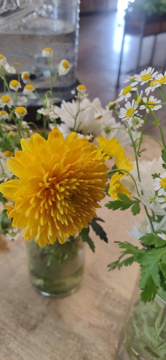 AudreySemprun's tweet image. Something in her spirit says
A promise for some better days
As something blooms
Inside her soul
Buds and blooms
Of thoughts untold
And daisies yellow ~
Marigolds
And hope springs from
Little sprigs
Telling her of something big
Just on the other side
#vss365
