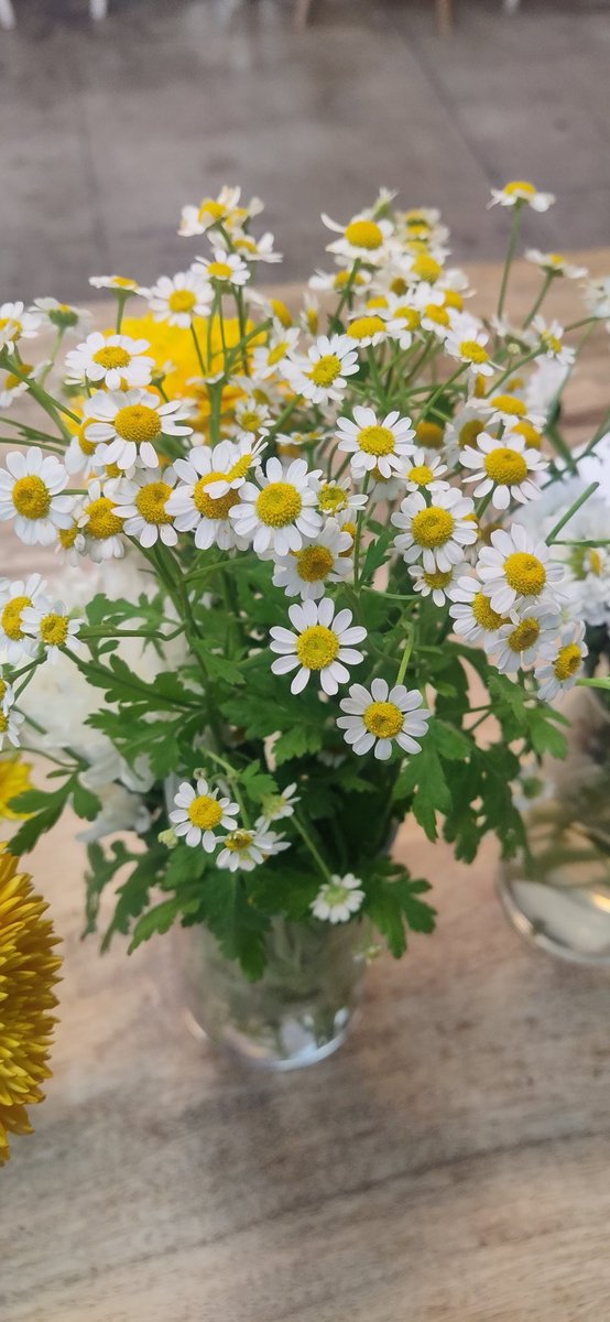 AudreySemprun's tweet image. Something in her spirit says
A promise for some better days
As something blooms
Inside her soul
Buds and blooms
Of thoughts untold
And daisies yellow ~
Marigolds
And hope springs from
Little sprigs
Telling her of something big
Just on the other side
#vss365