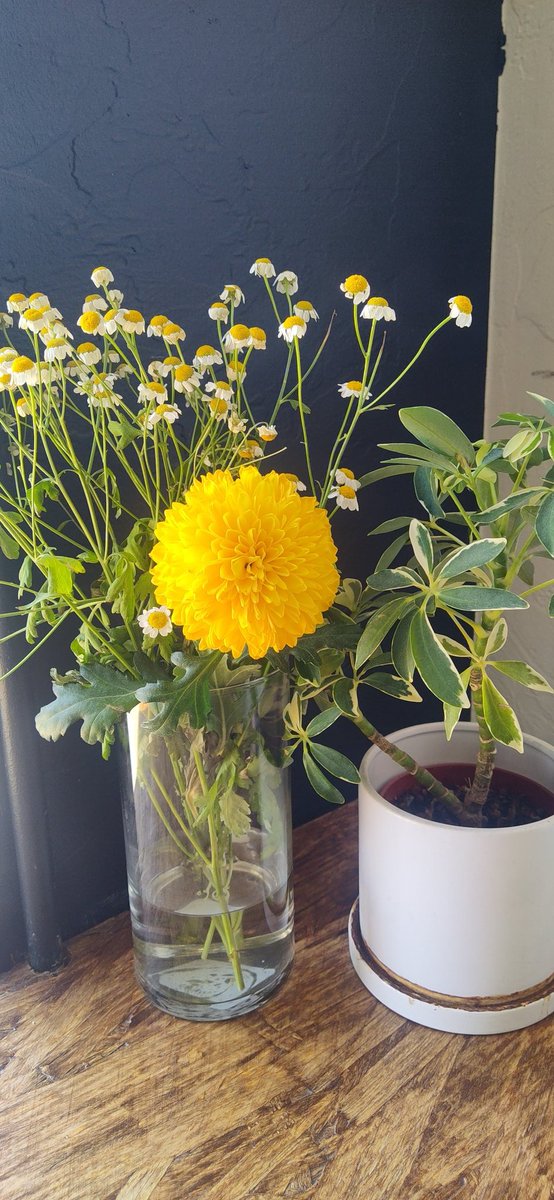 AudreySemprun's tweet image. Something in her spirit says
A promise for some better days
As something blooms
Inside her soul
Buds and blooms
Of thoughts untold
And daisies yellow ~
Marigolds
And hope springs from
Little sprigs
Telling her of something big
Just on the other side
#vss365