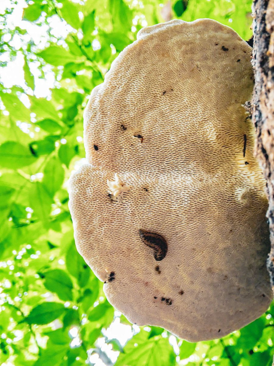 The Artist’s Conk suddenly came knocking out of the woods! Just look at how pretty it is. The upper side looks like a malformed dosa on a pan, while the underside hides its true artistry: pore patterns that bruise dark brown permanently, making it an excellent medium for art.