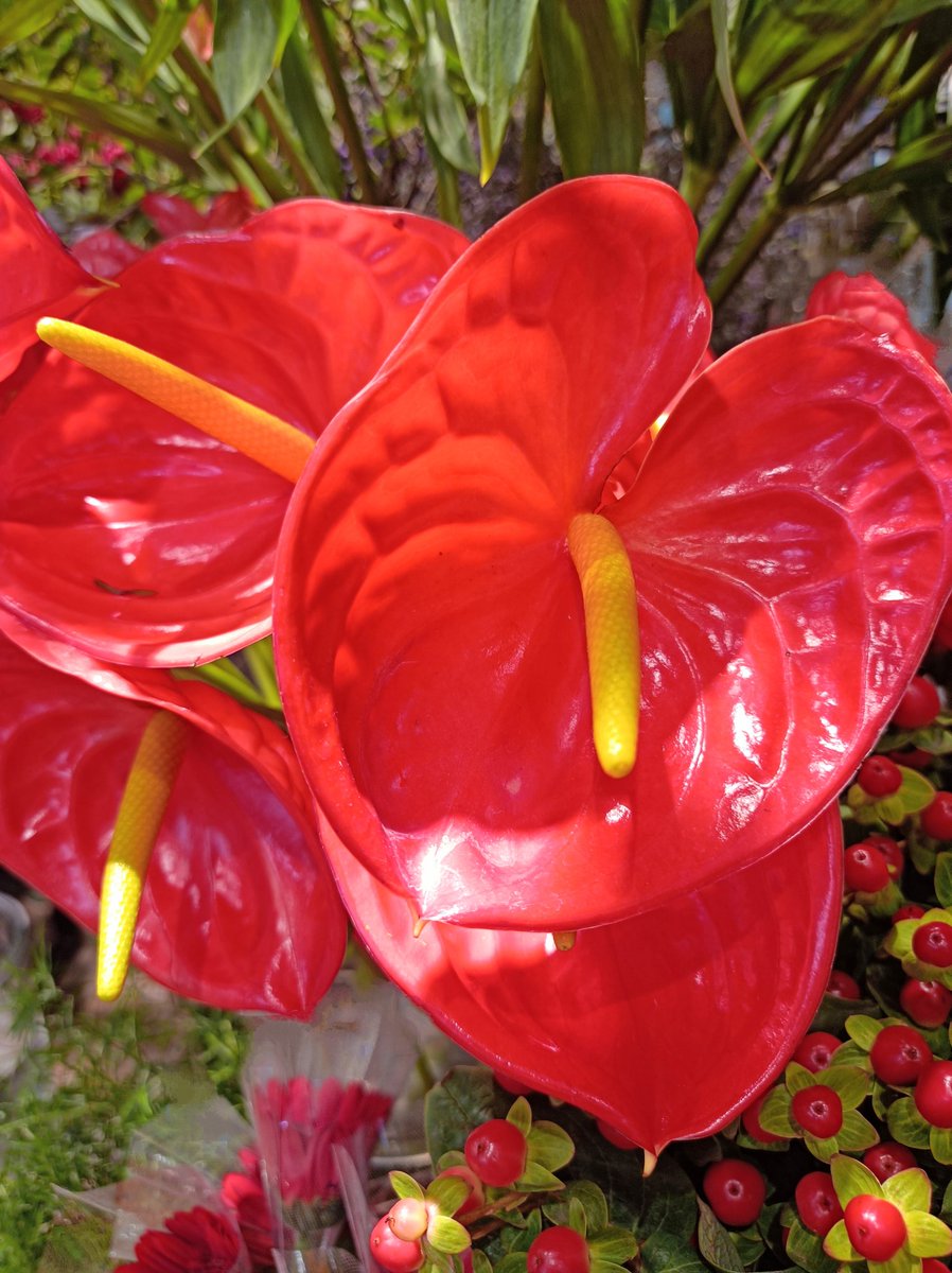 lily49547397's tweet image. #日本歴代最高気温の日…
2018.7.23 埼玉県熊谷市41.1℃、観測史上日本歴代最高気温記録更新…
7/23 #鮮度保持の日…
「大暑」頃は生鮮品が落ち易くなる為、その啓発の意を込めて高鮮度保持の為日…
7/23 #カシスの日…
“カシスを摂って暑い時期の体調ケアを”との提唱から…
大紅団扇揺れ、 不眠の日🪭