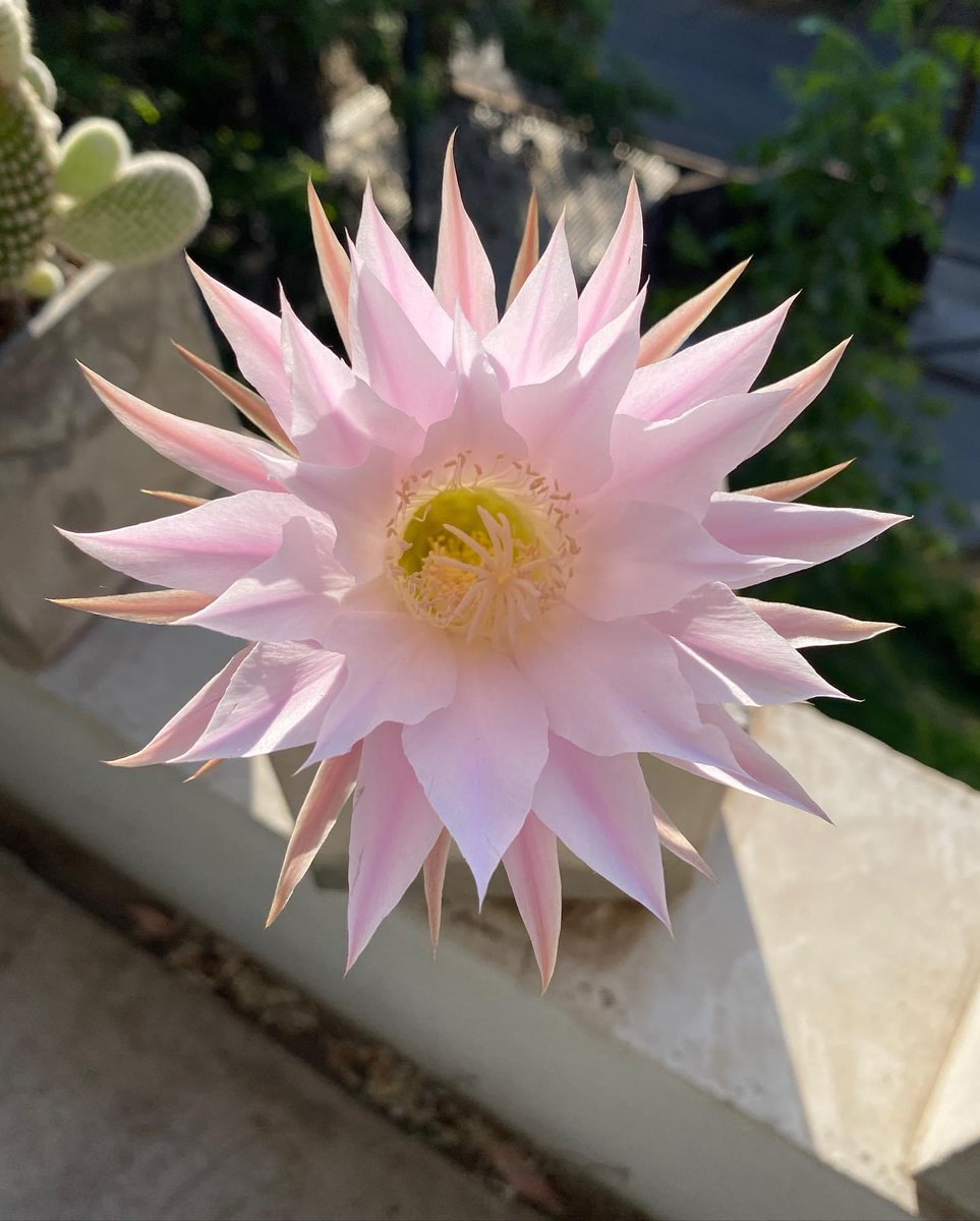 sammasathi's tweet image. De los cactus aprendo a
adaptarme al tiempo, lugar y circunstancia.
Aprendo a ser fuerte y aún así, nunca olvidarme de florecer.