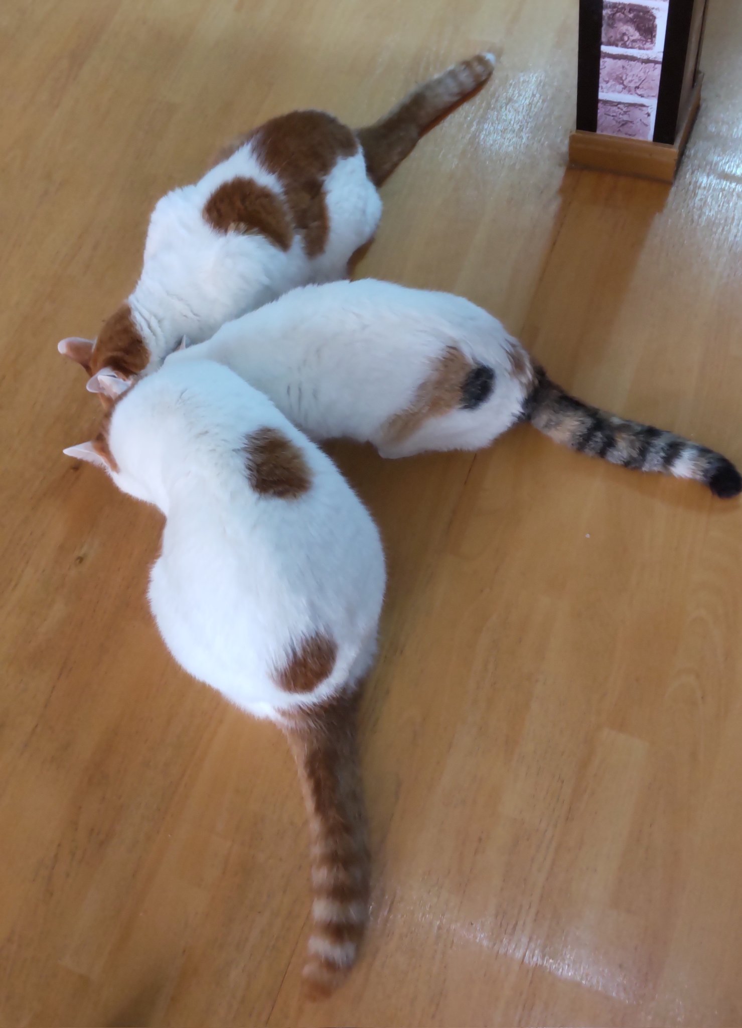 猫じゃらし on X: 