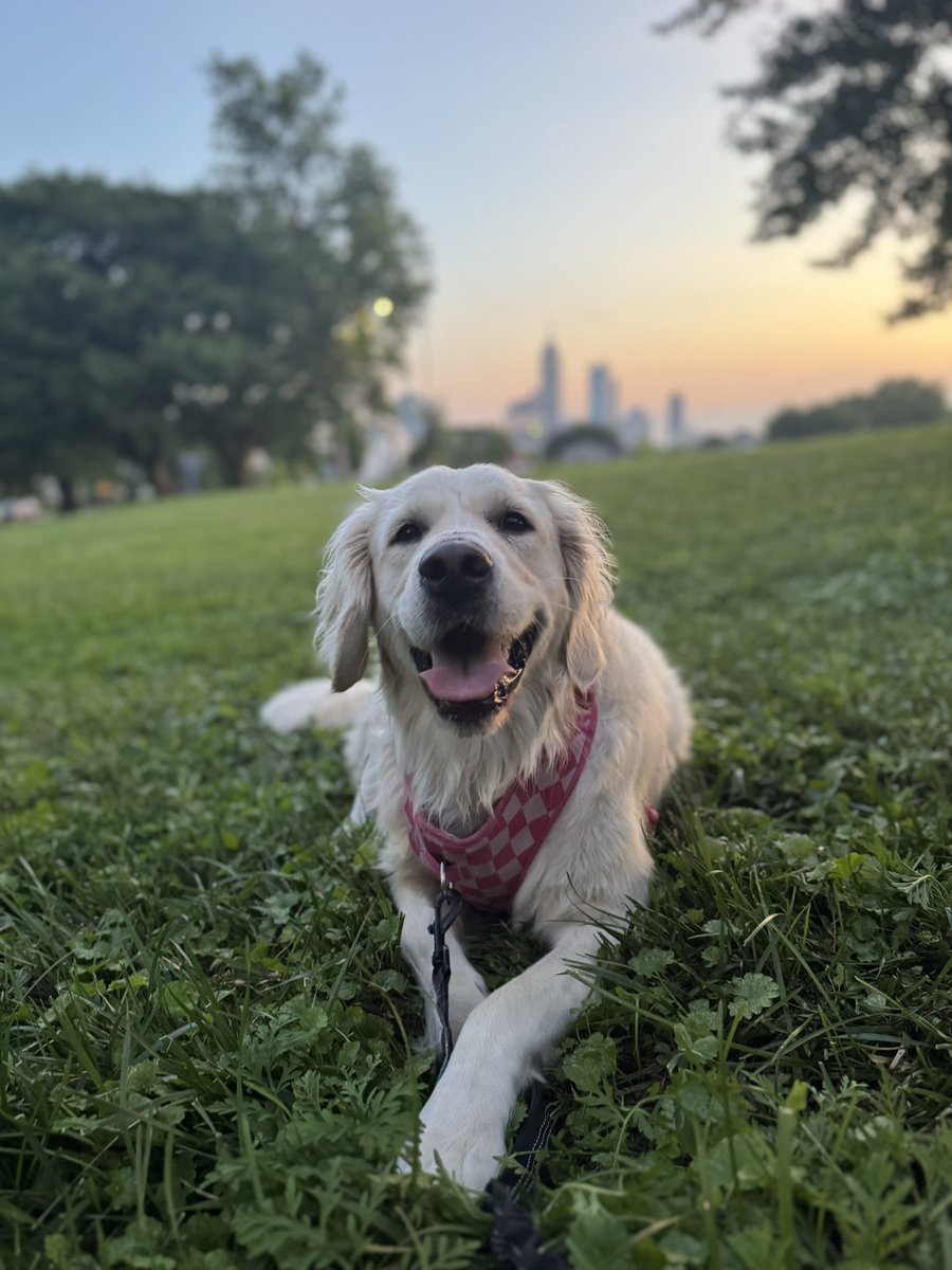 katiemucci's tweet image. that’s just my baby dog 🥹