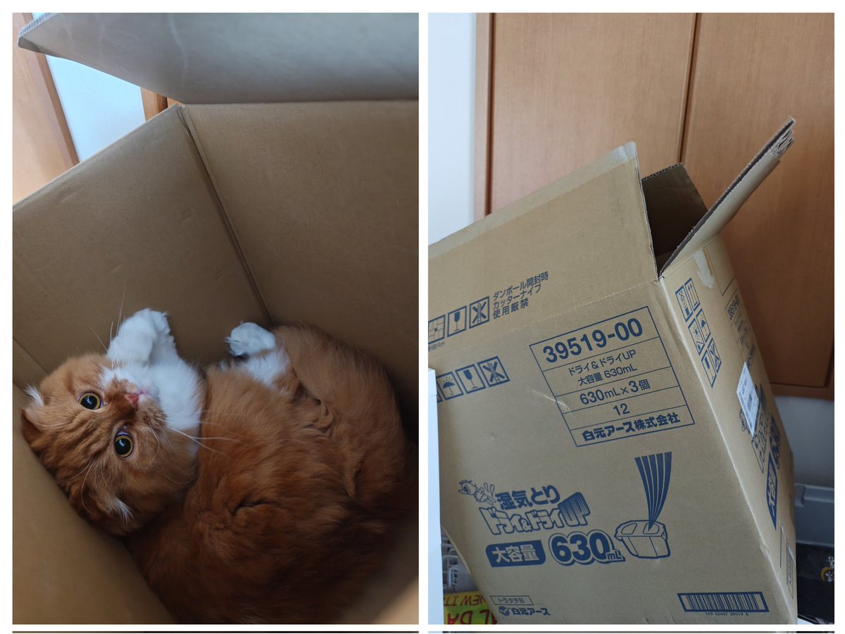 oremimidanodano's tweet image. 無造作に置いたダンボールの中に
潜んでた📦😂
どうやってバランスとってんの?!
#ダンボール大好き #茶トラ #猫好き
#猫好きさんと繋がりたい