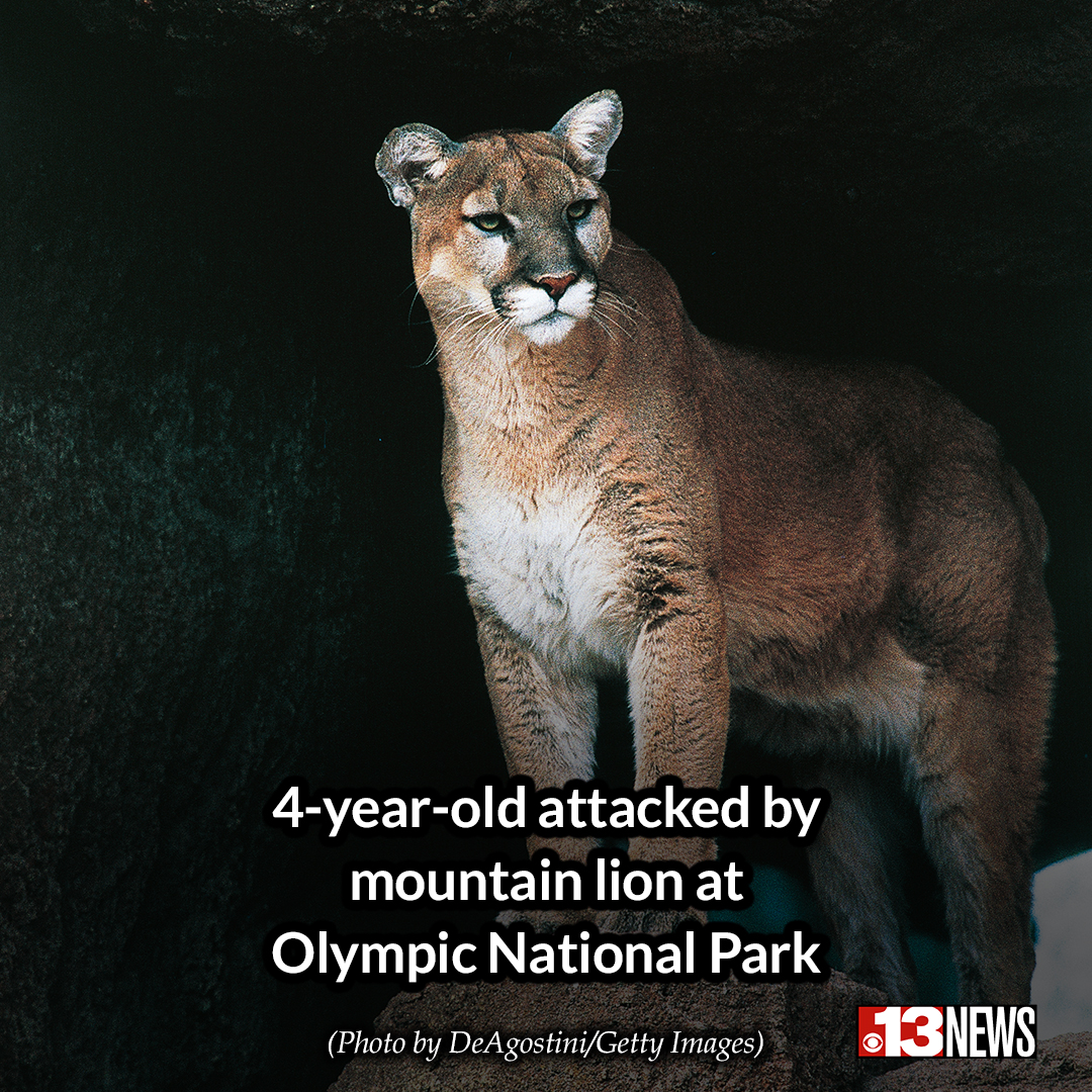 WOWK13News's tweet image. A 4-year-old child was taken to a hospital after an encounter with a mountain lion over the weekend, according to the National Park Service.
wowktv.com/news/4-year-ol…