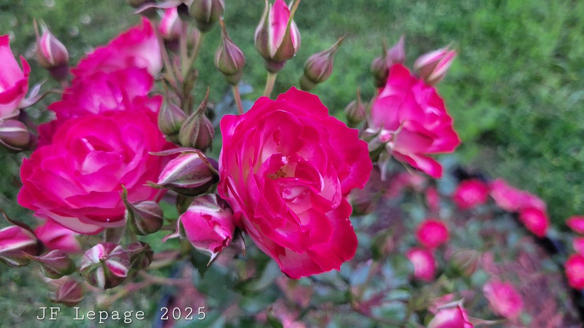 JeffdeStGermain's tweet image. 🎹🎙🎼🎵🎶🎵🎶🎶🎵
《 L'important, c'est la #Rose,
L'important, c'est la Rose,
L'important, c'est la Rose,
Oh oui! Crois-moi... 》 🌹🌹🌹
- Gilbert #Bécaud
#pointeaupère #Rimouski #Québec