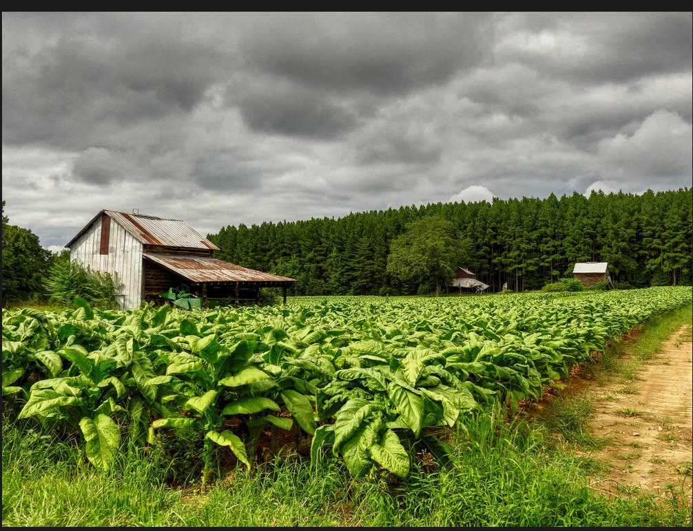 c13986979's tweet image. SHOULD TOBACCO BE ALLOWED TO BE GROWN ANYMORE NOW THAT FOOD SEEM TO BE MORE AND MORE IMPORTANT TO GROW INSTEAD? SHOULDN'T THE CHOICE BE TO GROW FOOD SO THERE WILL BE ENOUGH TO EVERYONE! ISN'T IT TIME?