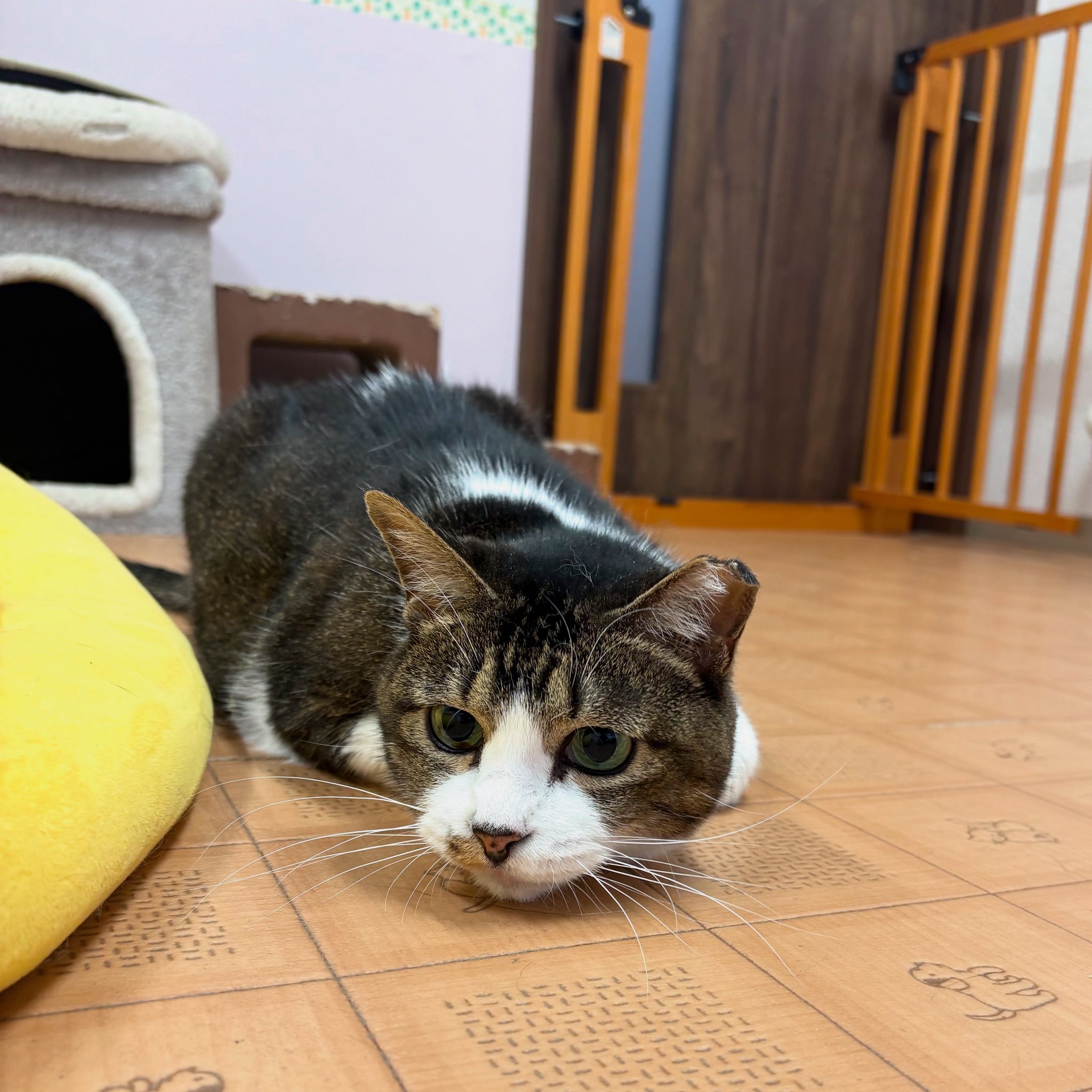 臆病猫　リバティガウチョ レビューで送料無料】 臆病猫様専用 リバティガウチョ パンツ
