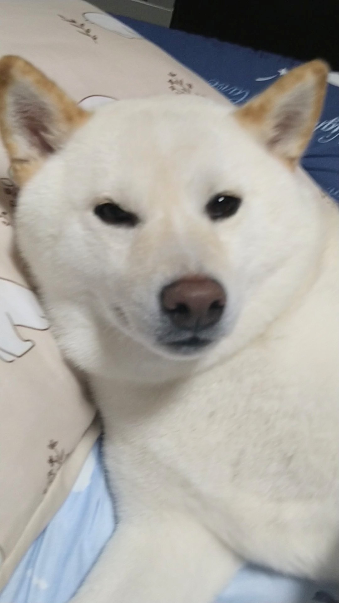 しろい犬 あら、気が合うねぇ♪♪ 静岡県警パトカー🚔の前で揃って