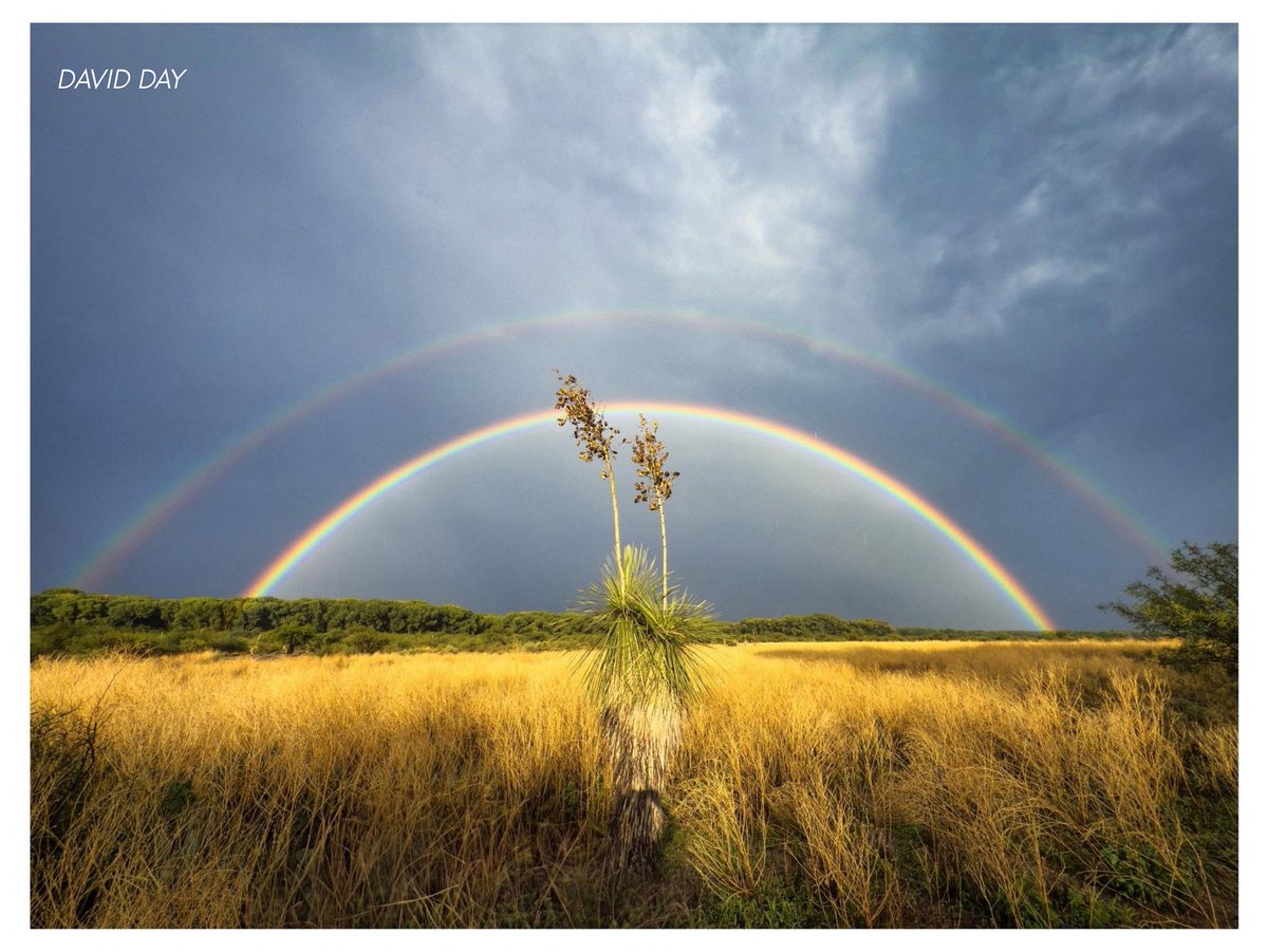 SierraVistaLIVE's tweet image. 📸 Double Rainbow at the San Pedro Tuesday evening by David Day