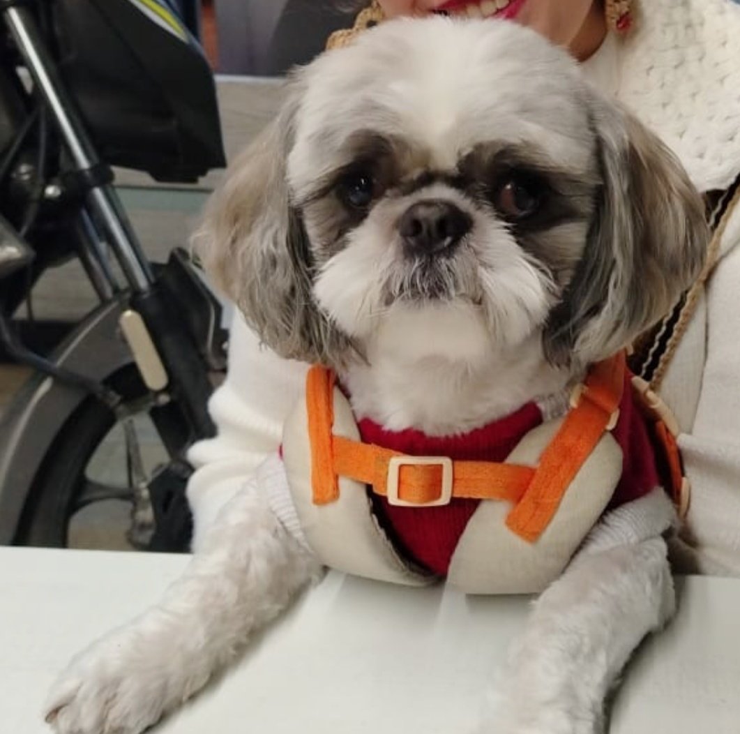 Leady Nicol Jurado Narvaez (@leadynjuradon) on Twitter photo <a href="/Amparo_Grisales/">Amparo Grisales</a> te presento a mi bebé hermoso se llama Mango, es el ser que me demuestra todos los días lo que es el verdadero amor y que me hace pensar que realmente está criaturas merecen el amor y el respeto más grande del mundo <a href="/Amparo_Grisales/">Amparo Grisales</a> te presento a mi bebé hermoso se llama Mango, es el ser que me demuestra todos los días lo que es el verdadero amor y que me hace pensar que realmente está criaturas merecen el amor y el respeto más grande del mundo