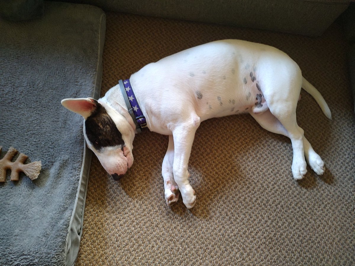 rexthetvterrier's tweet image. Goodnight everyone 💞. Dream of a better world ☮️. I know that's not easy right now. #Goodnighteveryone #KindnessMatters #WeMissYouRex #Dogs #LoveYouRex #SweetDreamsSpike