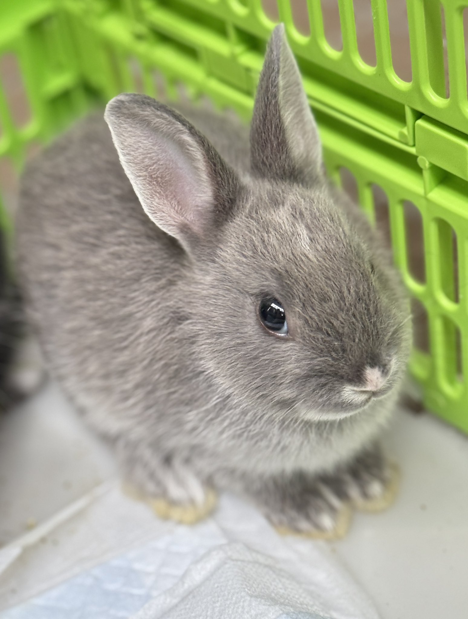 【うさぎ】6点 うさぎと暮らす」編集部🐰 on X: 