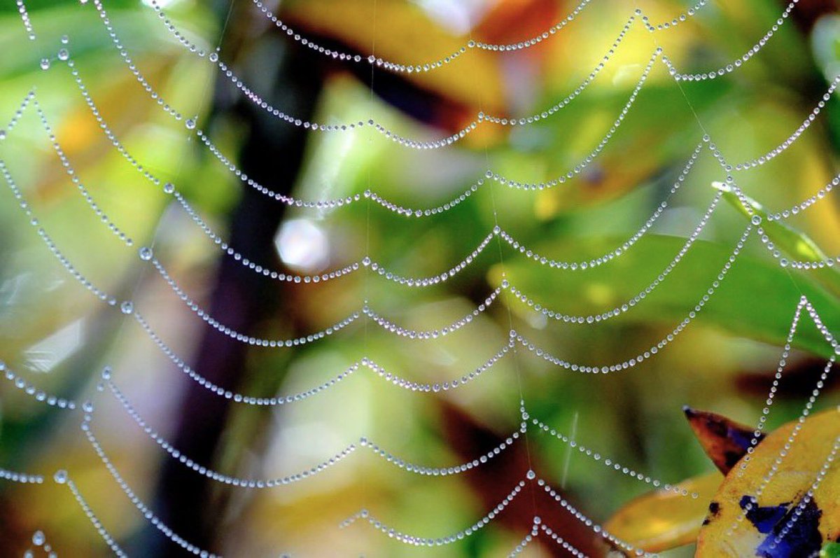 VVanGone's tweet image. I remember the day I saw you
pearls strung along your spine
emeralds and amber posing as teeth
something deadly lurking in your strands