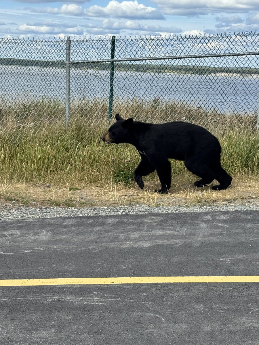 TheSethWatson's tweet photo. @StevePrediletto E-biking on the Alaskan coast line and had a bear on tail! https://t.co/TfbZk7cE3A