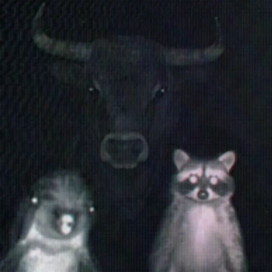 SillierThanMost's tweet image. Fun part of night walks is playing Decipher the Creature (I had a staredown with a deer-shaped silhouette before we parted ways)