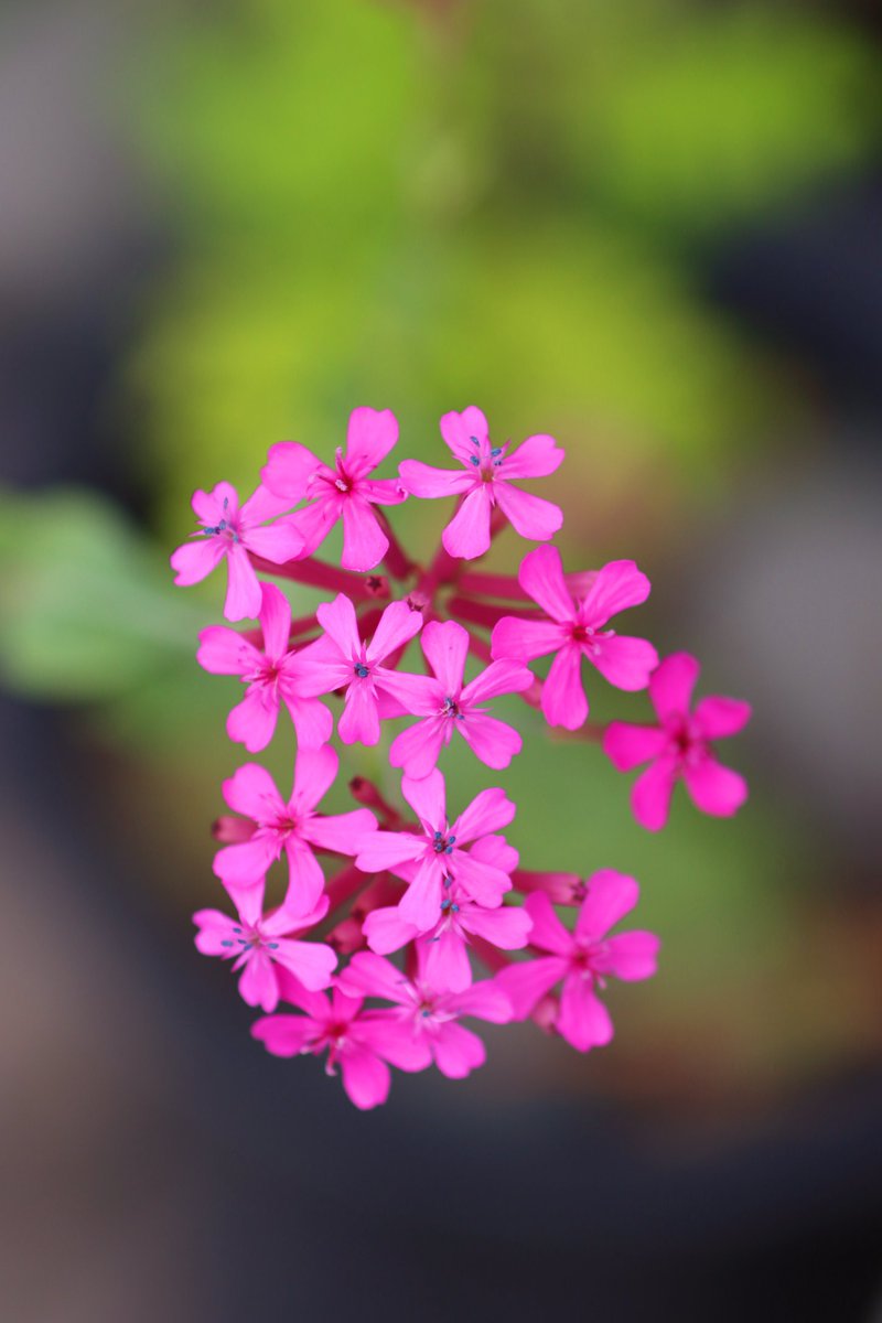fj2tp's tweet image. #日光 #今市 #佐藤食堂
機材
カメラ Canon90D
レンズ 100f2.8
#日光に行こう
水分補給~水分補給
飲んで~飲んじゃって~~(笑)