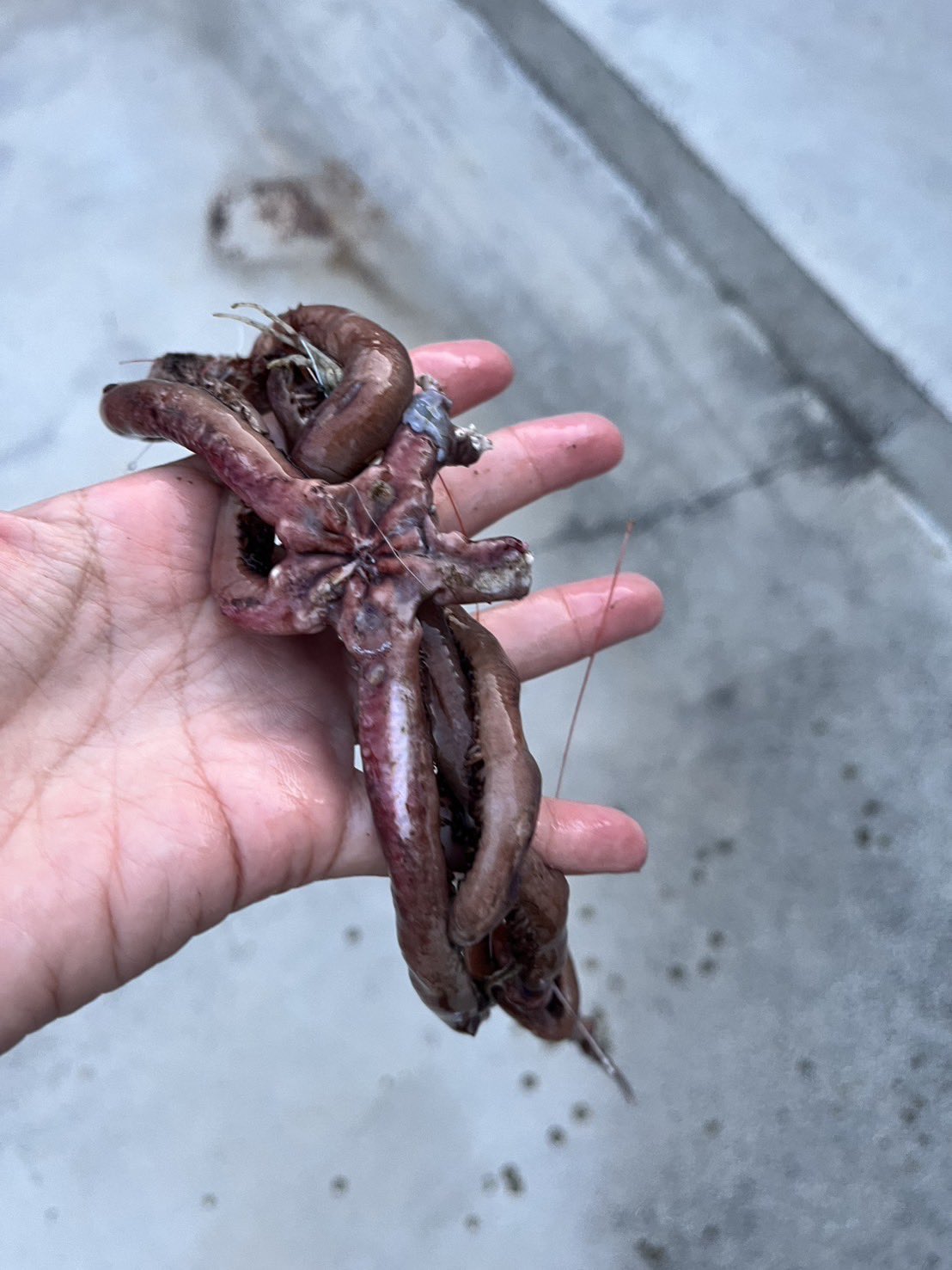 ミカミカ様　古代魚　深海魚　クラゲ　オーダー ミカミカ様 古代魚 深海魚 クラゲ オーダー - メルカリ