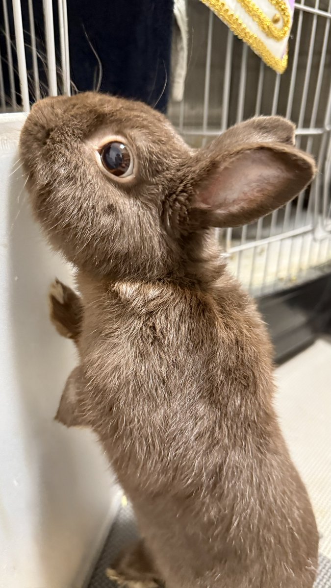 Rose_and_rum's tweet image. 上が気になるの🐰
