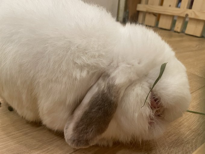 うさぎカフェ もふれる