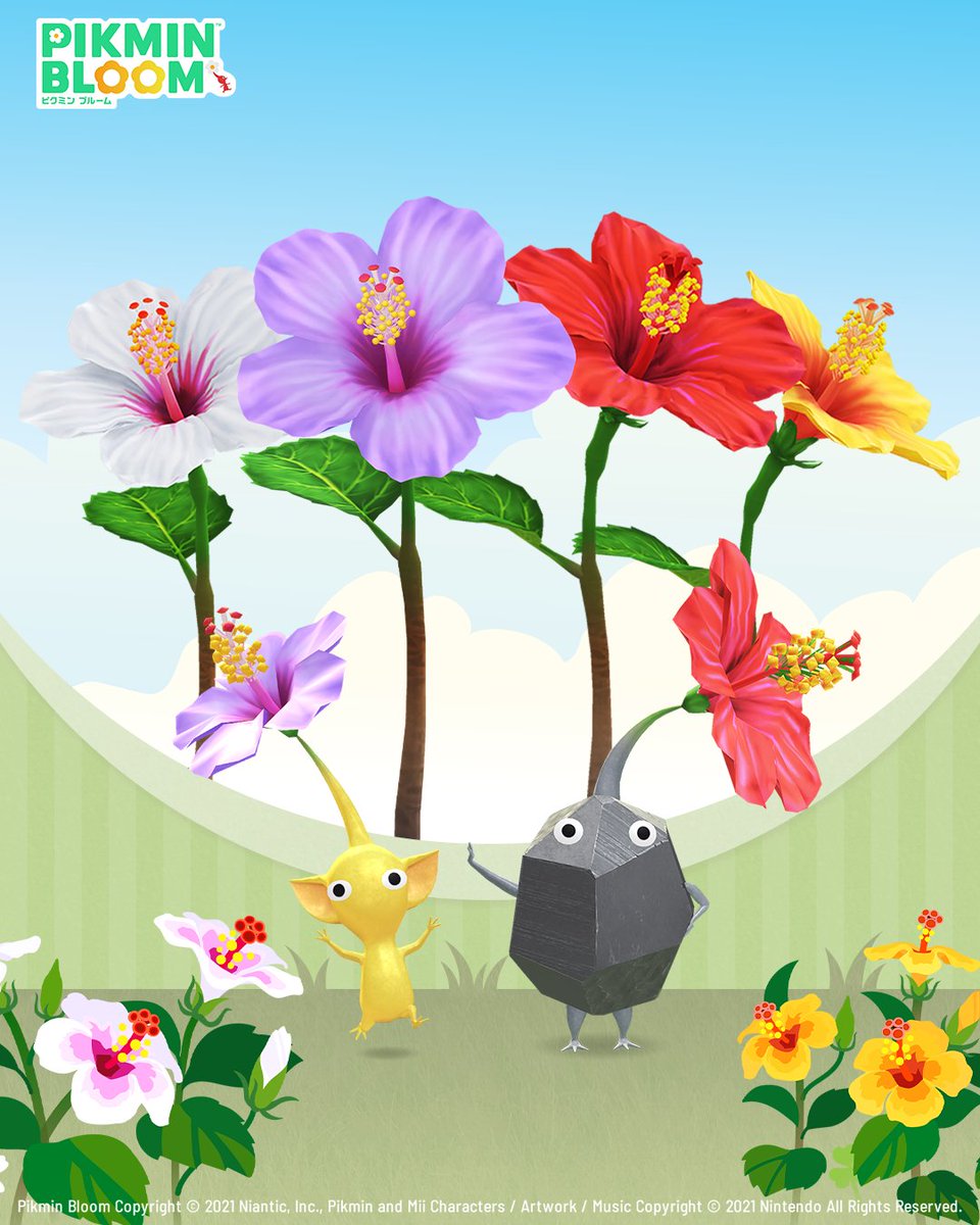 PikminBloom_jp's tweet image. 💐8月の開花予報💐
8月からは「ハイビスカス」が咲きます🌺
定番の白色・赤色・黄色に加え、
新色の青色が仲間入り💙
鮮やかなハイビスカスが8月を彩ります✨
ビビッドカラーのハイビスカスから
元気を貰って、お散歩中も足取りが
軽やかになりそうですね🚶♂️🎵
8月の開花情報はブログをチェック✅…