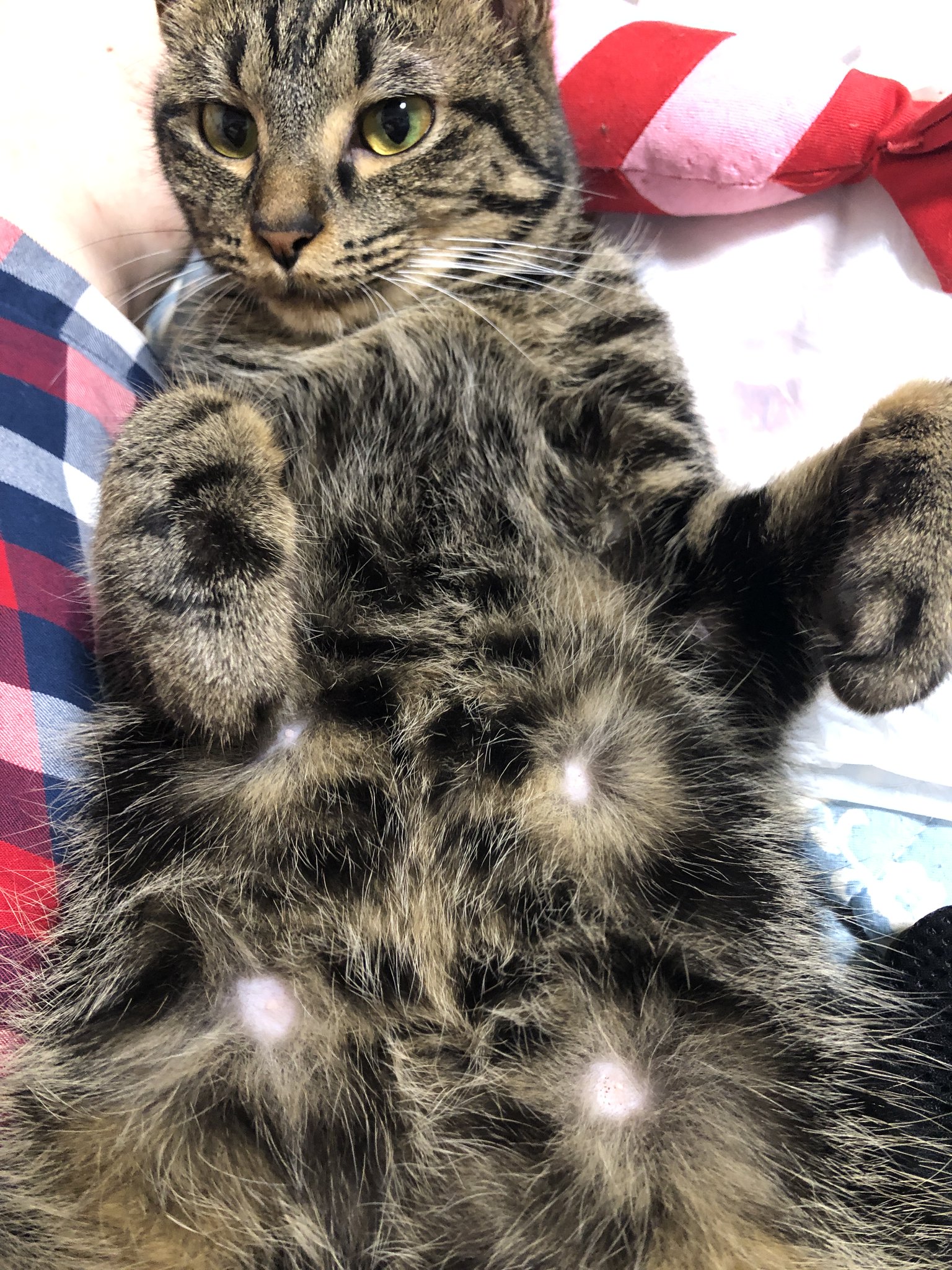 ぽんた on X: 