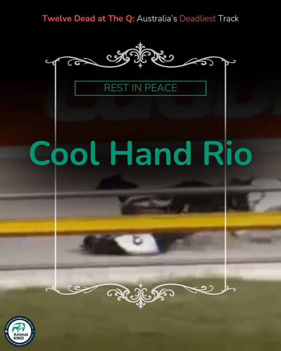 animalkind_aus's tweet image. They decided his life was not worth saving.

Not worth treatment.

Not worth love.

So they killed him.

The Q has now claimed at least 12 lives. And more will die — because Q2, a track previously declared “unsuitable for racing” due to safety concerns, reopens for trials today.