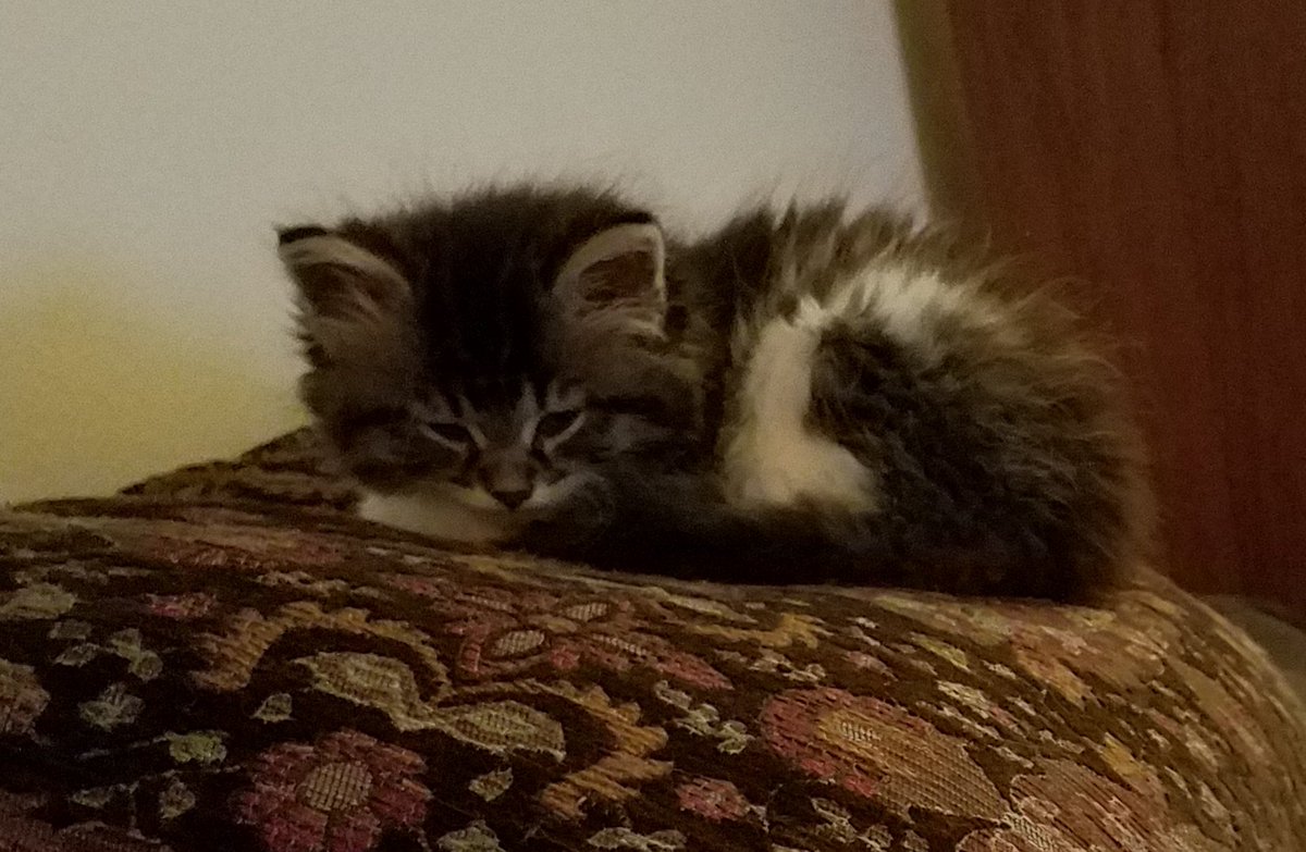 P E A N U T yeah 🐈‍⬛ (@peanut28492763) on Twitter photo 