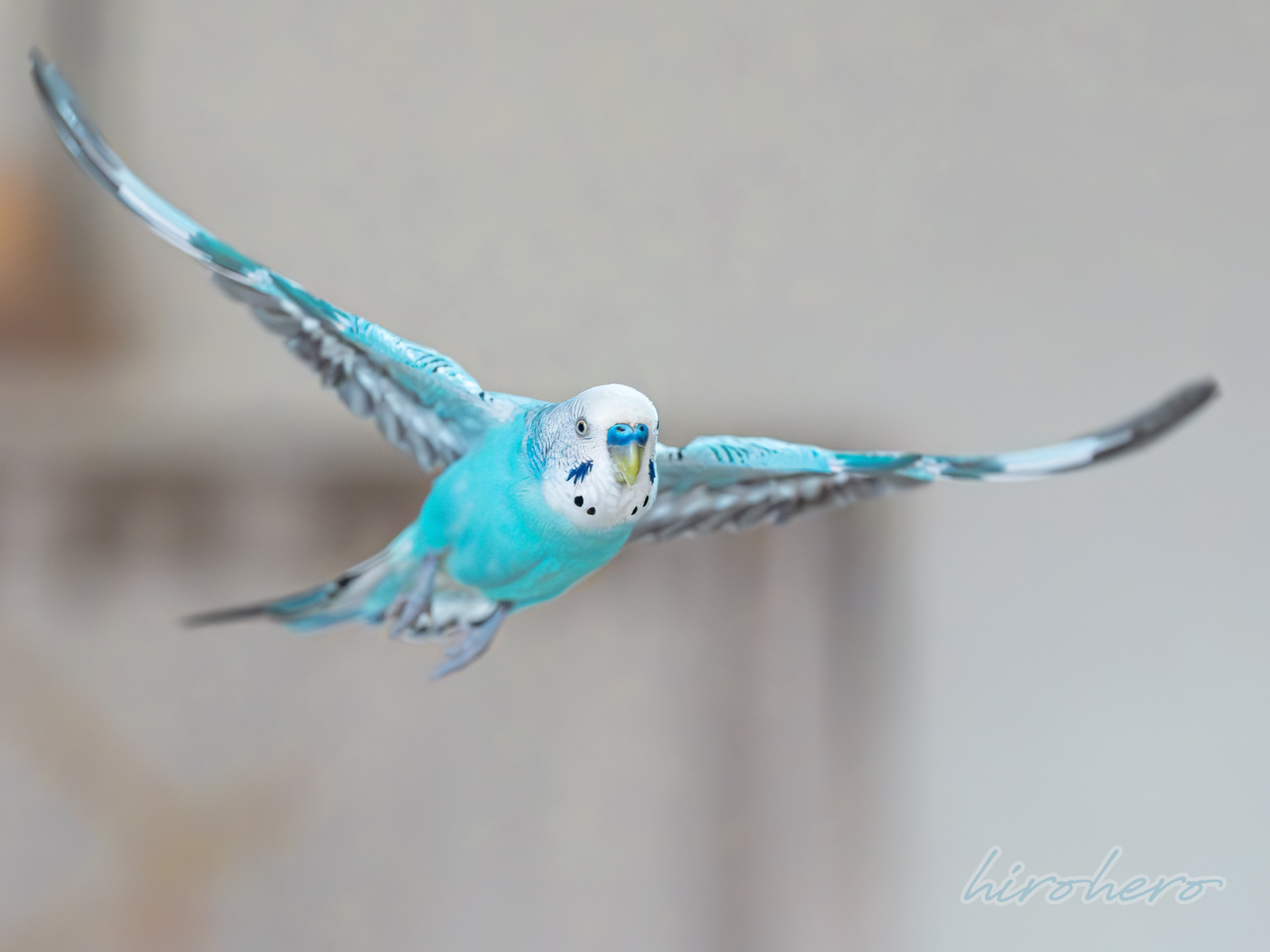hiro　　アネモネ、信長、インコ hirohero on X: 