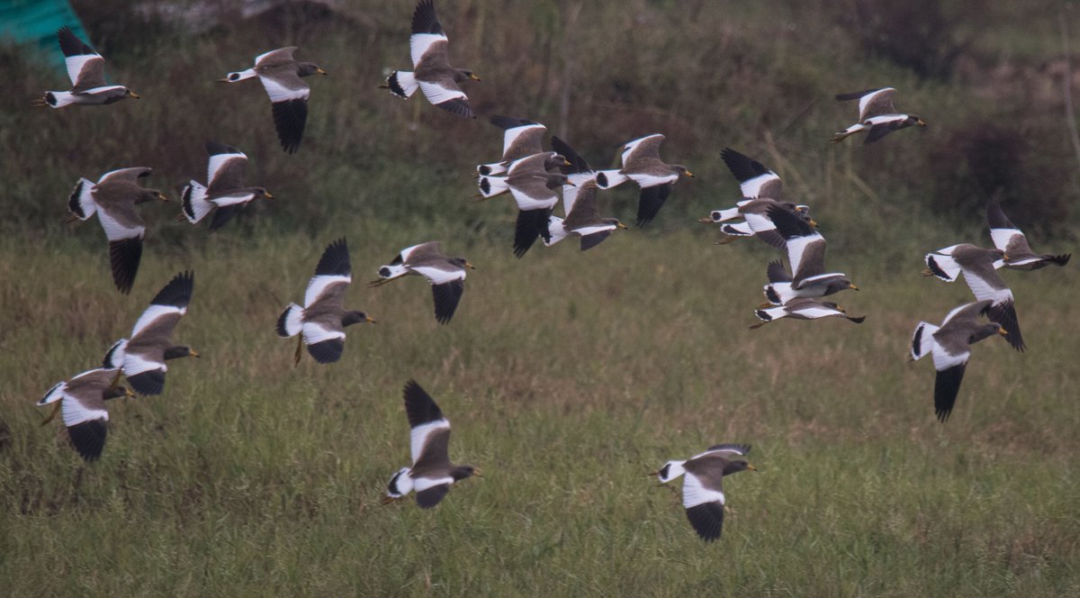 Monsoon rains seem to be dodging us this year. It will be interesting to see which bird species turn up this winter. Last year, we witnessed the largest numbers of Grey-headed Lapwing in Nepal. Varju and Phewa lakes &amp; Bagmati River from Chobhar downwards are main habitats for it.