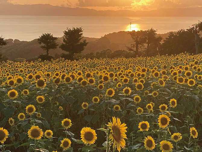 jalannet's tweet image. #九州 の #ひまわり畑
夏の風物詩、ひまわり🌻一面に咲き誇る大輪の花を眺めに出かけませんか🥰

🌻長崎鼻リゾートキャンプ場【大分県・豊後高田市】
［見頃］8月中旬～9月上旬　［本数］約160万本

🌻のこのしまアイランドパーク【福岡県・福岡市】
［見頃］7月中旬～8月中旬　［本数］約5万本…