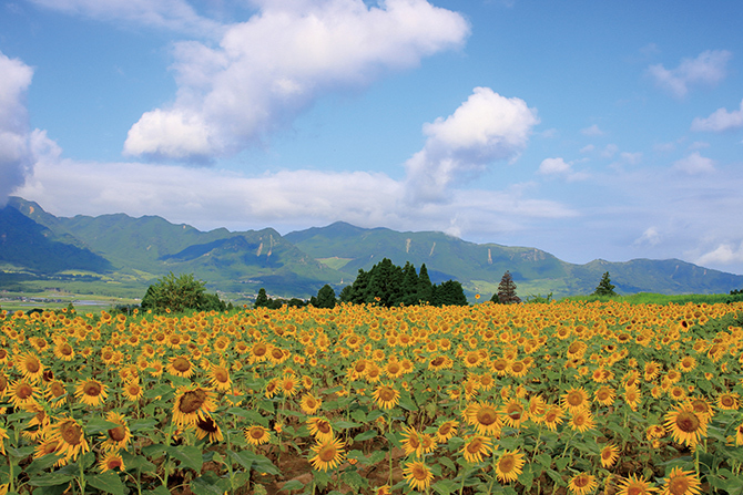 jalannet's tweet image. #九州 の #ひまわり畑
夏の風物詩、ひまわり🌻一面に咲き誇る大輪の花を眺めに出かけませんか🥰

🌻長崎鼻リゾートキャンプ場【大分県・豊後高田市】
［見頃］8月中旬～9月上旬　［本数］約160万本

🌻のこのしまアイランドパーク【福岡県・福岡市】
［見頃］7月中旬～8月中旬　［本数］約5万本…