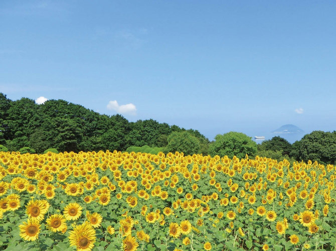 jalannet's tweet image. #九州 の #ひまわり畑
夏の風物詩、ひまわり🌻一面に咲き誇る大輪の花を眺めに出かけませんか🥰

🌻長崎鼻リゾートキャンプ場【大分県・豊後高田市】
［見頃］8月中旬～9月上旬　［本数］約160万本

🌻のこのしまアイランドパーク【福岡県・福岡市】
［見頃］7月中旬～8月中旬　［本数］約5万本…