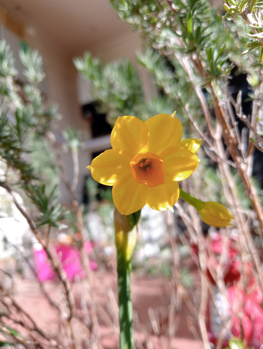 CChristensen125's tweet image. Good morning beautiful souls, happy Wednesday 💖 super excited for my first flower from the bulbs I planted 😍💖